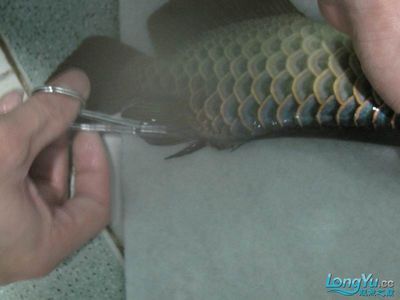 龍魚尾鰭斷裂怎么辦：龍魚尾鰭斷了怎么辦， 龍魚百科 第2張