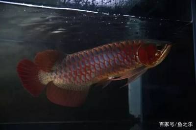 紅龍魚紅龍魚的品種分類和品種介紹30篇紅龍魚種類：紅龍魚與紅龍魚的區(qū)別 龍魚百科 第3張