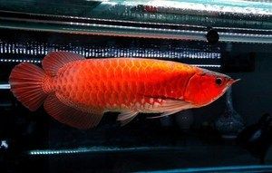 辣椒紅龍魚(yú)辣椒紅：辣椒紅龍魚(yú)是一種極具特色和價(jià)值價(jià)值的紅龍魚(yú)品種 龍魚(yú)百科 第1張