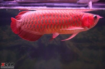 辣椒紅龍魚(yú)辣椒紅：辣椒紅龍魚(yú)是一種極具特色和價(jià)值價(jià)值的紅龍魚(yú)品種 龍魚(yú)百科 第2張