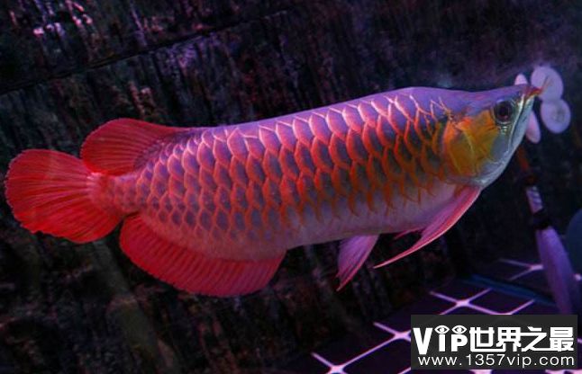 辣椒紅龍魚(yú)辣椒紅：辣椒紅龍魚(yú)是一種極具特色和價(jià)值價(jià)值的紅龍魚(yú)品種 龍魚(yú)百科 第3張