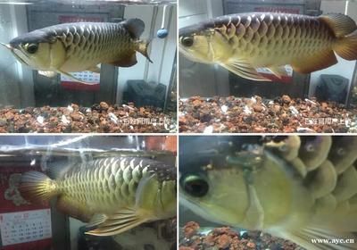 過背金龍魚一年能長多大魚苗，：過背金龍魚一年能長多大 龍魚百科 第1張