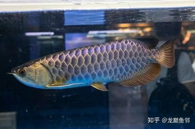 藍底細框過背金龍魚的飼養(yǎng)要點：關于藍底細框過背金龍魚的一些特點 龍魚百科 第3張