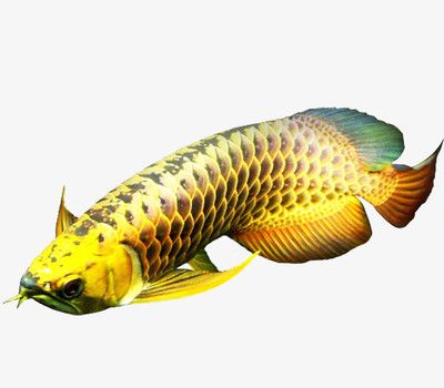 金龍魚(yú)的形態(tài)特征：關(guān)于金龍魚(yú)的外觀特征的詳細(xì)描述 龍魚(yú)百科 第1張