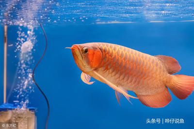 龍魚和錦鯉哪個(gè)更貴？：錦鯉和龍魚價(jià)格遠(yuǎn)超錦鯉的情況下，錦鯉的價(jià)格可能比龍魚貴 龍魚百科 第3張