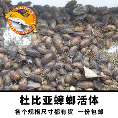 金龍魚飼料可以喂龜嗎，：金龍魚飼料可以喂給龜嗎