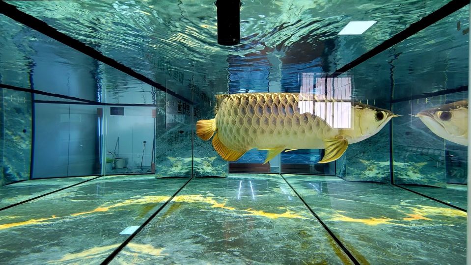 缸好水好魚更好，百聞不如一見，慧豪高端魚缸訂制、專注魚缸研發(fā)制造13余年：缸好水好魚更好,百聞不如一見 觀賞魚論壇 第1張