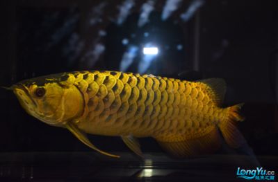 金龍魚燈光選擇合適的燈光對(duì)金龍魚的發(fā)色至關(guān)重要：金龍魚燈光選擇