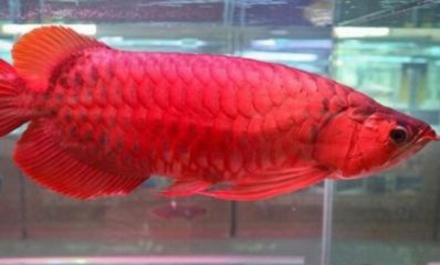 龍魚一年能長多大的龍魚一年能長多大：20公分龍魚一年能長多大的龍魚一年能長多大