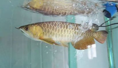 龍魚打包運輸3天需要注意什么？：關于龍魚打包運輸3天的一些關鍵信息和注意事項