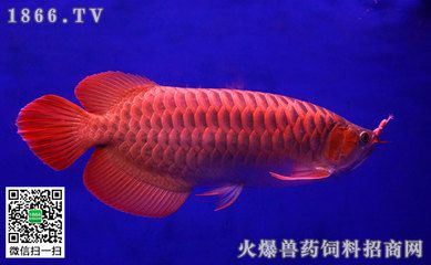 金龍魚(yú)剛出生多大了，看起來(lái)像燈科小魚(yú)：新生的金龍魚(yú)只有1厘米大，看起來(lái)像燈科小魚(yú)，像燈科小魚(yú)