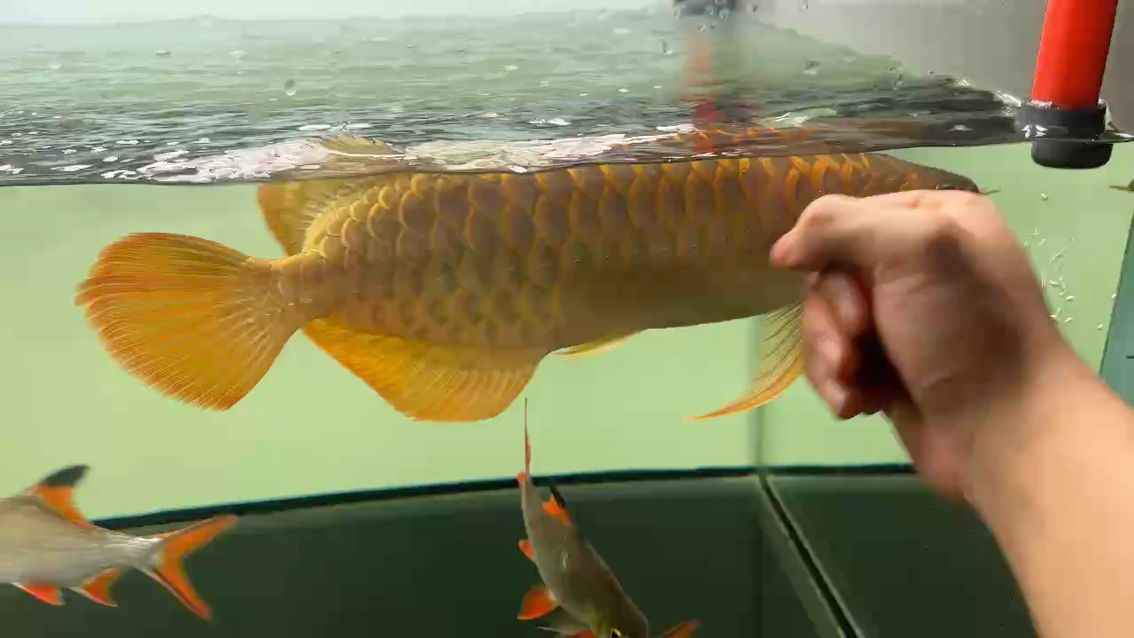 魚都虛了，龍巧兒，安德魯鱧：魚都虛了,安德魯鱧評(píng)論：勤快人養(yǎng)出優(yōu)質(zhì)好魚 觀賞魚論壇 第1張