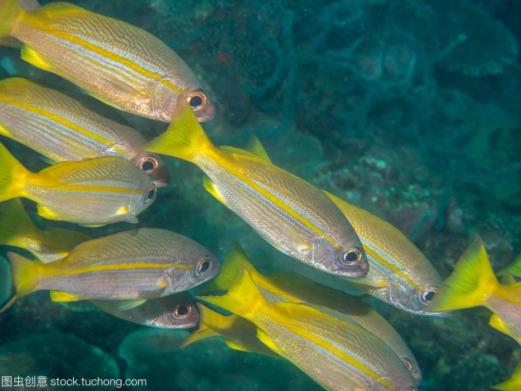 黃鰭鯧是一種適合與龍魚混養(yǎng)的魚，但需要注意水質(zhì)管理和水質(zhì)管理：黃鰭鯧是一種可以與龍魚混養(yǎng)的魚嗎？