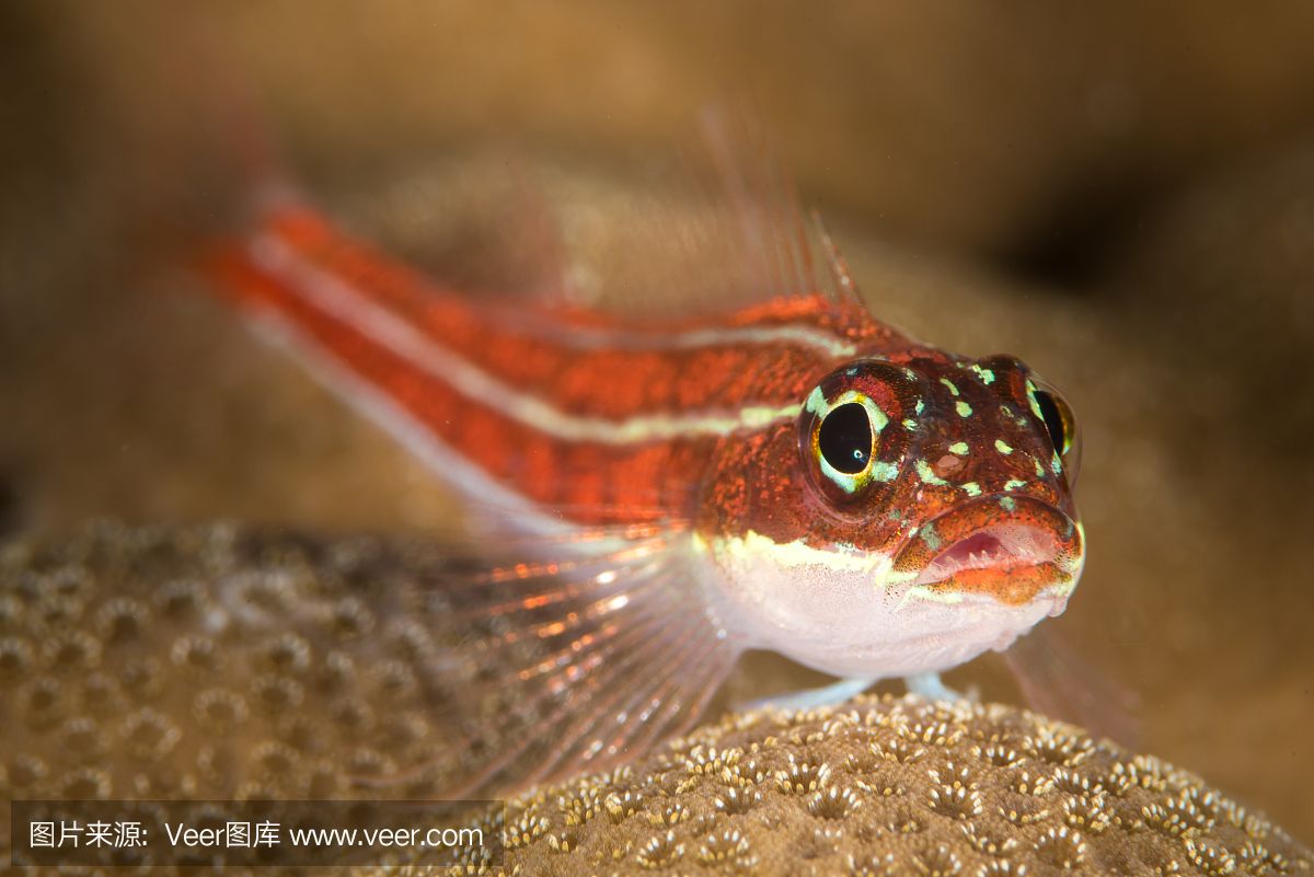 黃鰭鯧是一種適合與龍魚混養(yǎng)的魚，但需要注意水質(zhì)管理和水質(zhì)管理：黃鰭鯧是一種可以與龍魚混養(yǎng)的魚嗎？