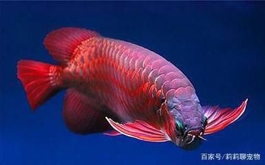 紅龍魚(yú)的發(fā)色時(shí)間是多久：紅龍魚(yú)什么時(shí)候變紅