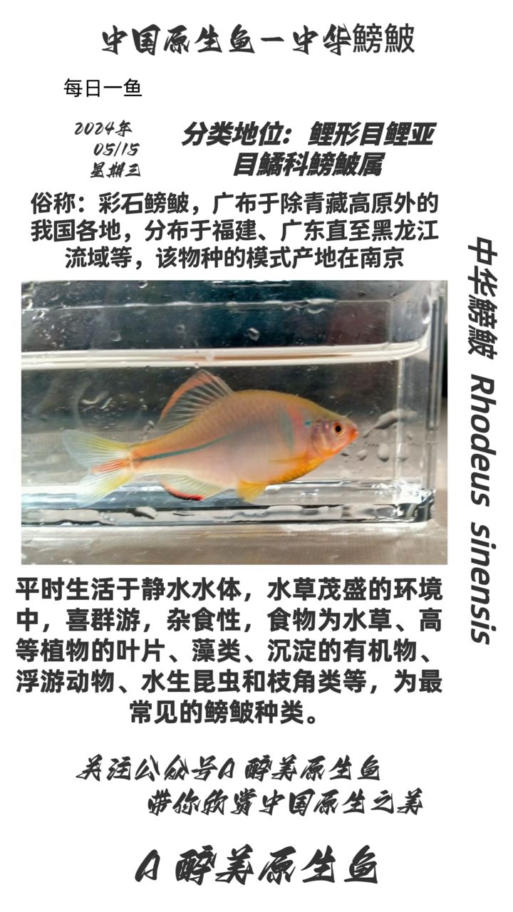 分布很廣，：分布很廣 觀賞魚論壇