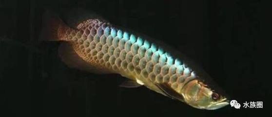 龍魚(yú)能吃幾條小魚(yú)：龍魚(yú)一次能吃幾條小魚(yú)并沒(méi)有一個(gè)固定的數(shù)字