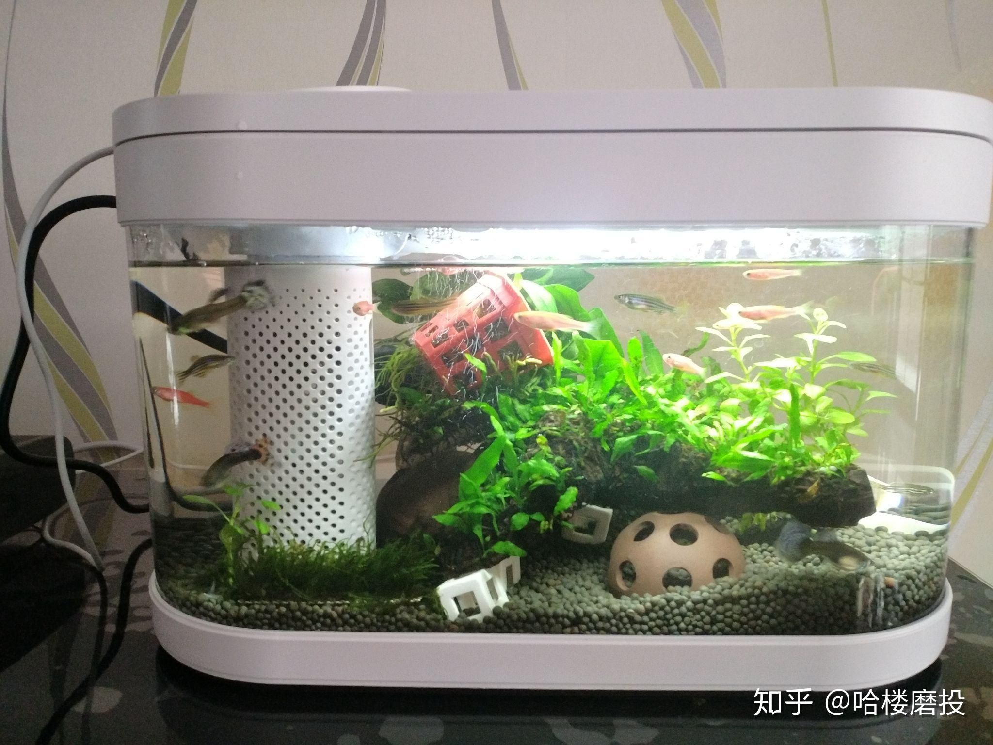 選擇和管理龍魚缸的下層魚需要考慮多個因素和飼養(yǎng)注意事項：如何選擇和管理龍魚缸的下層魚