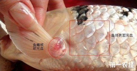 龍魚鰭根部充血怎么辦，以下幾個可能的解決方案：龍魚鰭根部充血怎么辦龍魚鰭根部充血怎么辦 龍魚百科 第1張