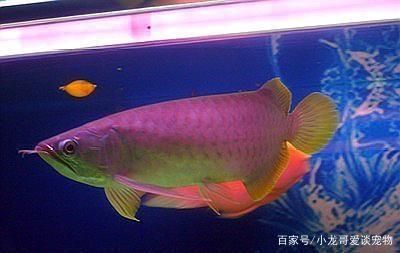 黃尾龍魚是什么品種？：黃尾龍魚是一種什么樣的魚？