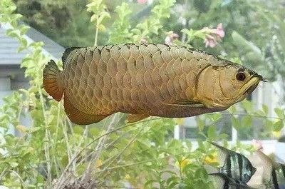 哪種龍魚(yú)體形最小最聰明呢？：體形最小的龍魚(yú)并未明確指出，澳洲星點(diǎn)龍可能是一個(gè)不錯(cuò)的選擇