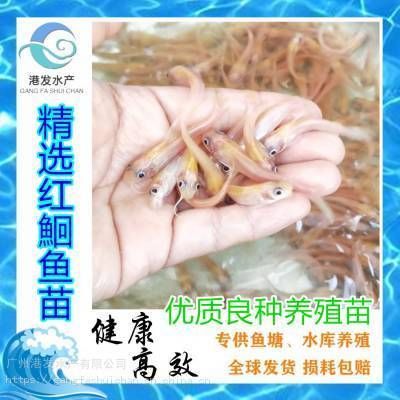 紅龍魚多少錢一條：紅龍魚價格多少錢一條