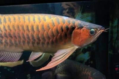 黃化龍魚23厘米價(jià)格多少黃化龍魚23厘米價(jià)格多少：23厘米的黃化龍魚價(jià)格多少黃化龍魚23厘米價(jià)格多少 龍魚百科 第1張