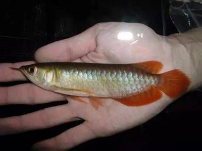 小龍魚(yú)貴嗎？：小龍魚(yú)的價(jià)格因素有所不同，小龍魚(yú)的價(jià)格會(huì)影響其投資回報(bào) 龍魚(yú)百科 第1張