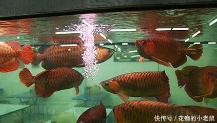 紅龍魚(yú)混養(yǎng)的最佳搭配方法：紅龍魚(yú)混養(yǎng)最佳搭配方法紅龍魚(yú)混養(yǎng)最佳搭配方法