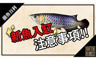 龍魚觀賞魚購買注意事項(xiàng)：購買龍魚時需要注意以下幾個方面 龍魚百科 第2張