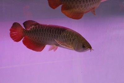 龍魚(yú)喂蝦皮可以嗎？：龍魚(yú)可以喂蝦皮嗎？ 龍魚(yú)百科 第1張