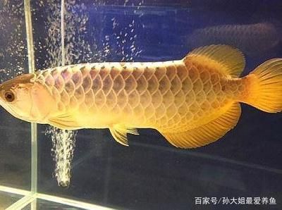 金龍魚身材特征：金龍魚的身材特征