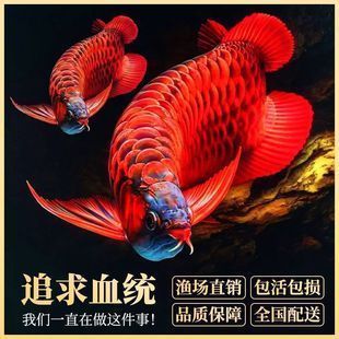 飼養(yǎng)紅龍魚用哪些水質(zhì)檢測設(shè)備：飼養(yǎng)紅龍魚用哪些水質(zhì)檢測水質(zhì)檢測設(shè)備和管理方法