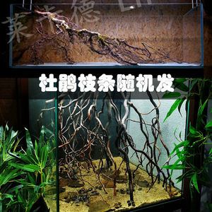 魚缸里放沉木有哪些好處和壞處：魚缸里放沉木有什么用 龍魚百科 第1張