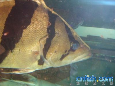 龍魚1個(gè)月不吃東西是怎么回事：龍魚1個(gè)月不吃東西并不一定表示不正常以下幾種可能導(dǎo)致龍魚不吃