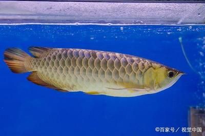 和金龍魚相似的魚叫什么魚叫什么魚可以吃錦鯉：和金龍魚很像的魚叫什么魚 龍魚百科 第2張