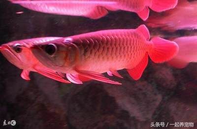 龍魚吐胃袋怎么處理，龍魚吐胃袋怎么處理龍魚吐胃袋：龍魚吐胃袋怎么辦龍魚吐胃袋怎么辦