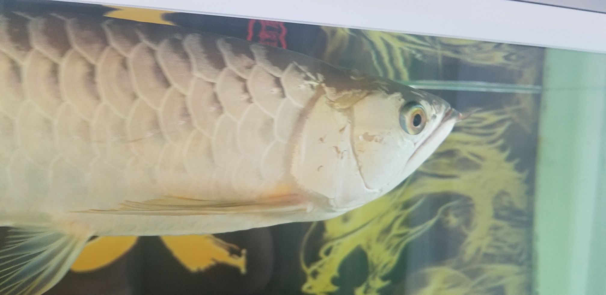 龍魚眼睛鼓出白色包是什么病？：龍魚眼睛鼓出白色包是什么病癥龍魚眼睛鼓出白色包是什么病癥 龍魚百科 第1張