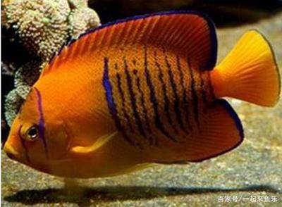 熱帶魚類有哪些種類？：什么樣的魚適合飼養(yǎng)？ 龍魚百科 第1張