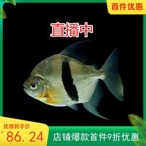 粗線魚咬龍魚怎么回事粗線魚咬龍魚怎么回事：粗線魚和龍魚在同一個魚缸中混養(yǎng)會導(dǎo)致咬傷現(xiàn)象 龍魚百科 第2張