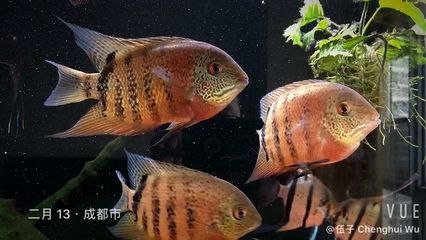 虎斑魚飼養(yǎng)的心理學(xué)：虎斑魚觀賞魚是否好養(yǎng)的分析虎斑魚觀賞魚是否好養(yǎng)的 虎魚百科 第1張