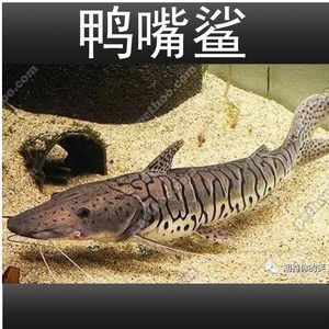 虎斑魚飼養(yǎng)的心理學(xué)：虎斑魚觀賞魚是否好養(yǎng)的分析虎斑魚觀賞魚是否好養(yǎng)的 虎魚百科 第2張