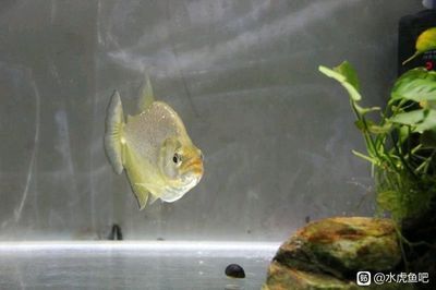 虎魚的飼養(yǎng)技巧與疾病預(yù)防：虎魚的價(jià)格為什么那么貴？