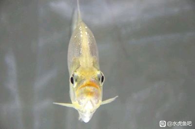 虎魚的飼養(yǎng)技巧與疾病預(yù)防：虎魚的價(jià)格為什么那么貴？