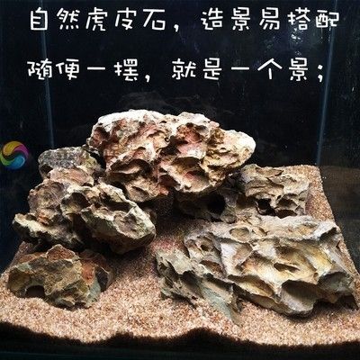 虎皮魚缸造景的藝術(shù)與技巧虎皮魚缸造景的藝術(shù)與技巧：虎皮魚缸造景技巧 虎魚百科 第1張