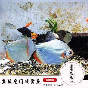 虎紋銀板魚飼養(yǎng)技巧虎紋銀板魚的飼養(yǎng)技巧虎紋銀板魚的飼養(yǎng)技巧：虎紋銀板魚的飼養(yǎng)技巧 虎魚百科 第2張