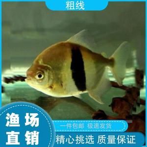 虎紋銀板魚飼養(yǎng)技巧虎紋銀板魚的飼養(yǎng)技巧虎紋銀板魚的飼養(yǎng)技巧：虎紋銀板魚的飼養(yǎng)技巧 虎魚百科 第3張