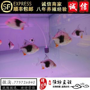 銀版魚的飼養(yǎng)技巧：虎紋銀版魚與其他觀賞魚的區(qū)別銀版魚與其他觀賞魚的區(qū)別