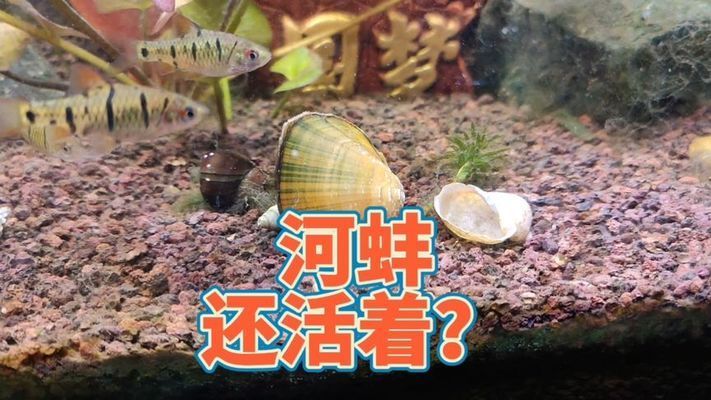 河蚌在魚(yú)缸中的存活時(shí)間有限嗎？：河蚌在魚(yú)缸中存活時(shí)間為7-10天可以存活半月 魚(yú)缸百科 第1張