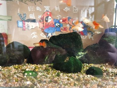 如何選擇適合虎魚的水草：養(yǎng)魚無(wú)需換水totto過(guò)濾回歸自然贊同魚缸布局